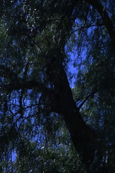 DSC_0713 (Large).JPG